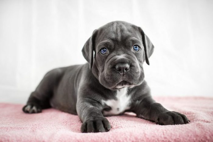 Cane Corso puppy on a white background