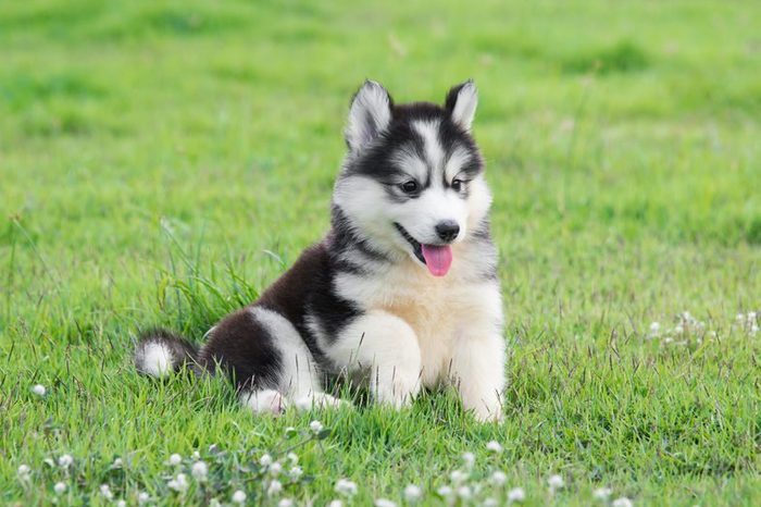 Cute siberian husky puppy on grass