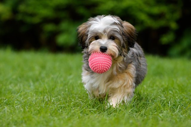 Playful havanese puppy dog brings a pink ball towards the camera in the grass