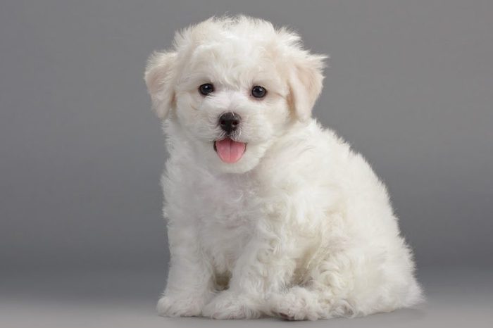 Bichon Frise puppies on a gray background. Not isolated.