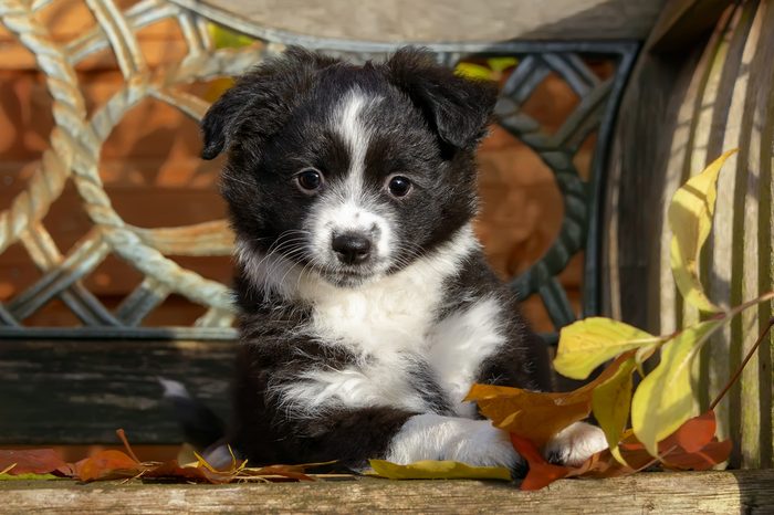 Cute young black bi-color Miniature American Shepherd dog puppy on a wooden bench, the intelligent dog breed is a also called Miniature Australian Shepherd.