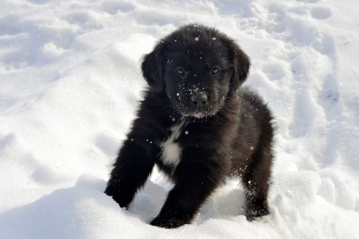 Newfoundland puppy enjoying the snow