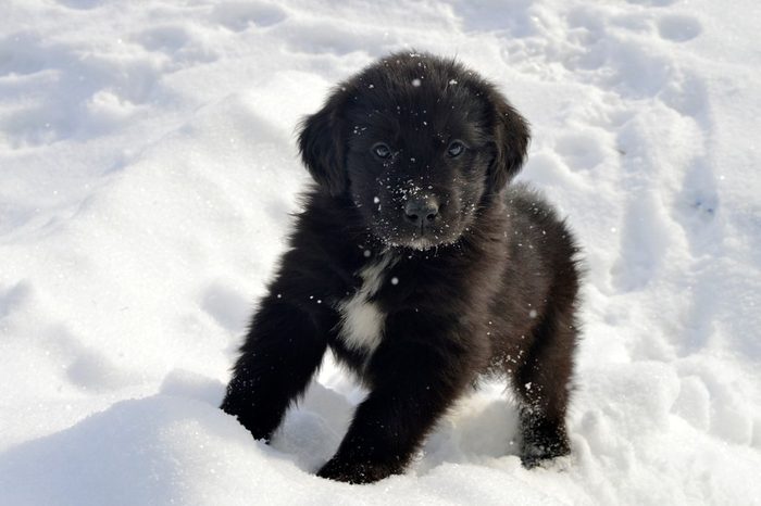 Newfoundland puppy enjoying the snow
