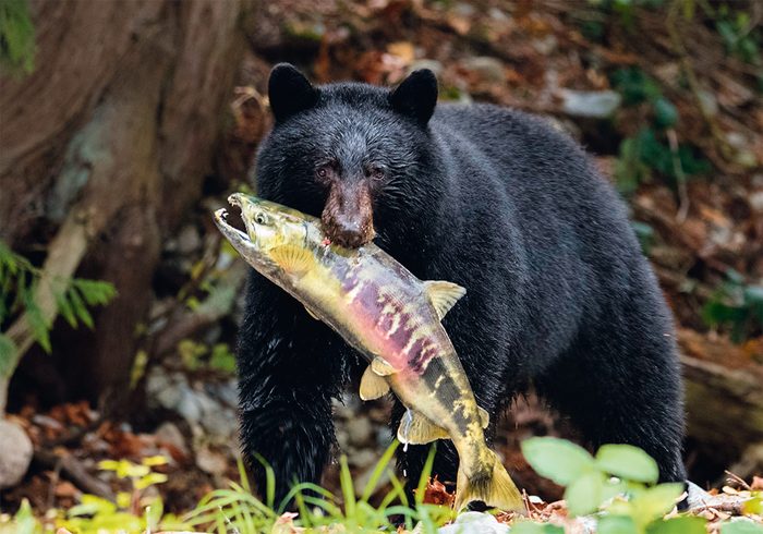 Black bear in British Columbia