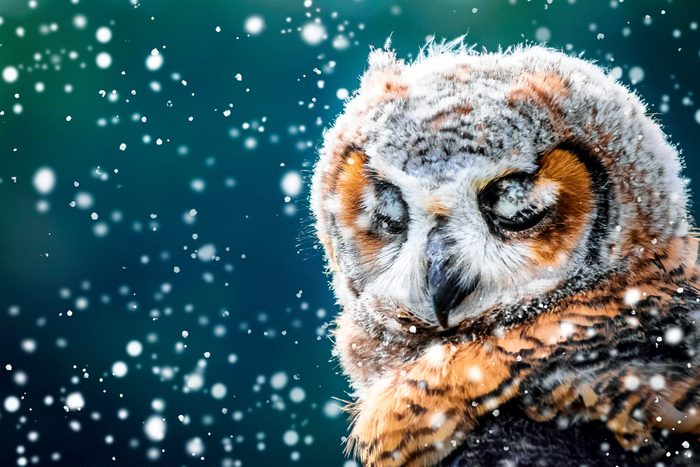 Snowy owl - Canadian photography