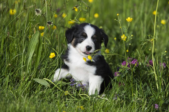 VARIOUS Miniature American Shepherd or Miniature Australian Shepherd or Mini Aussie puppy, Black Tri, sitting in flower meadow
