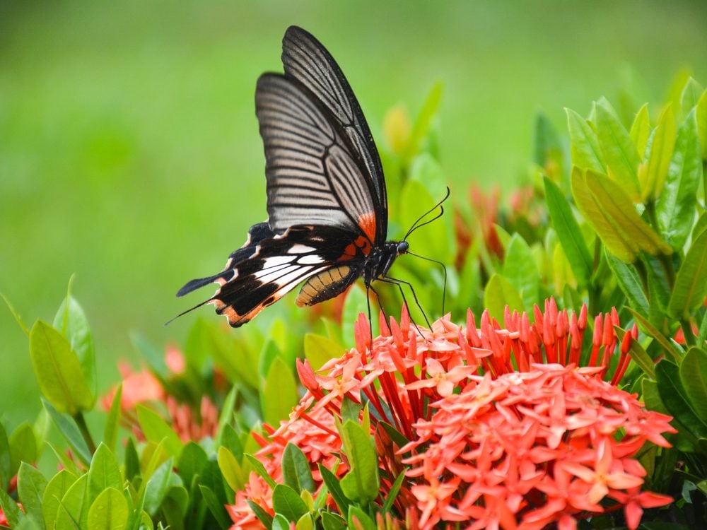 Attracting butterflies to your backyard