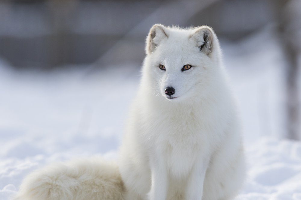 Arctic fox in winter