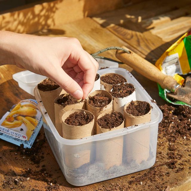 HH Handy Hint Plant seeds in toilet paper tubes
