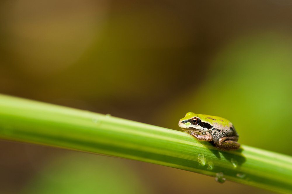 Pacific tree frog on blade of grass