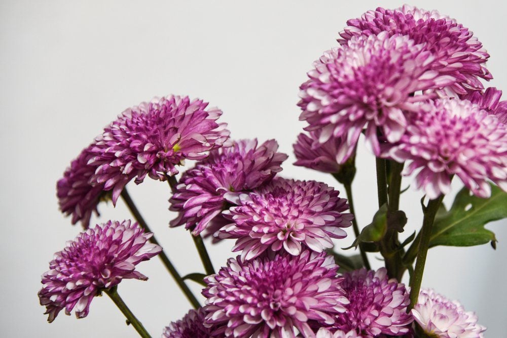 Purple Florist's Daisy. Chrysanthemum Flower. Chrysanthemum.