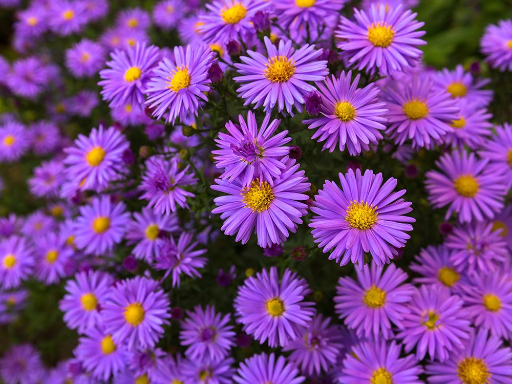 Bee friendly plants - asters
