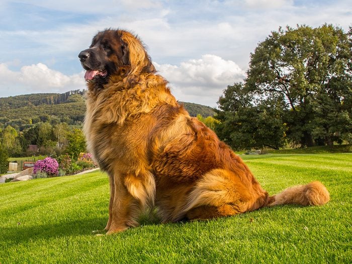 Big Leonberger dog in the German countryside