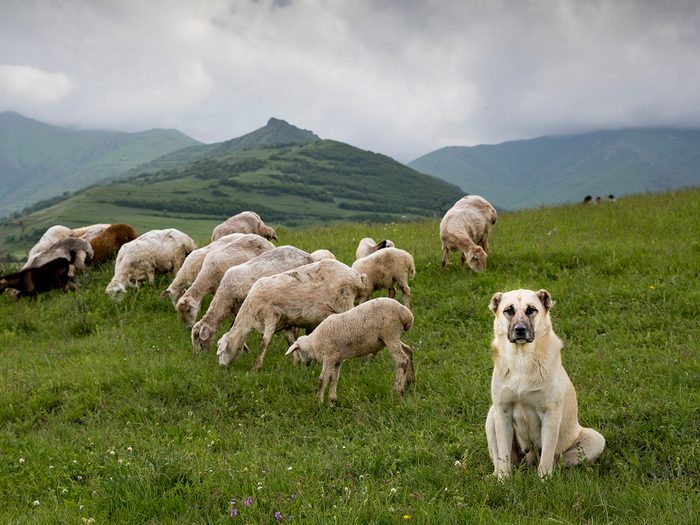 Big Anatolian Shepherd dog with flock of sheep