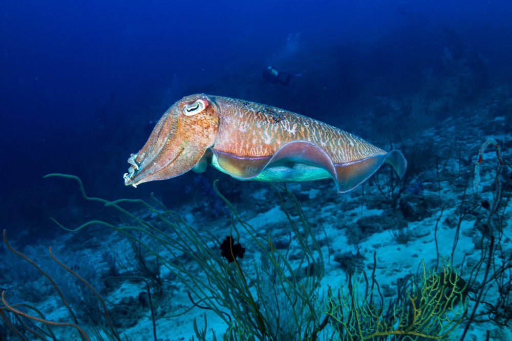 A curious Pharaoh Cuttlefish (Sepia pharaonis) on a deep, dark tropical coral reef (Similan Islands)