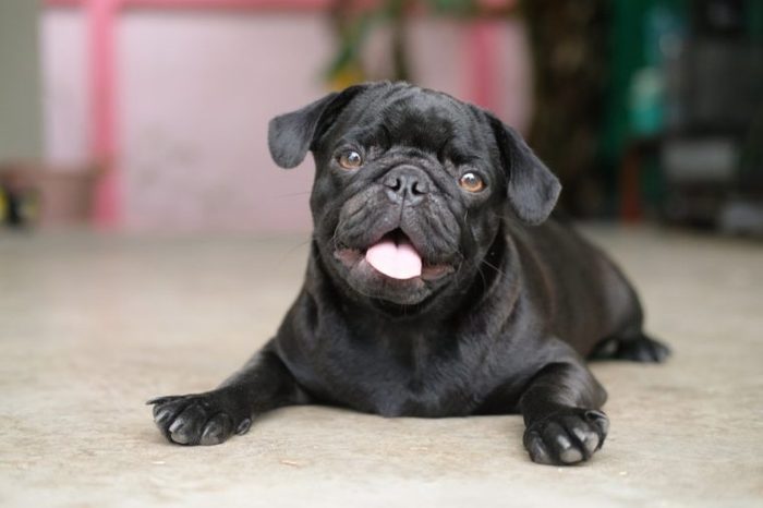Funny pug dog laying on concrete floor.