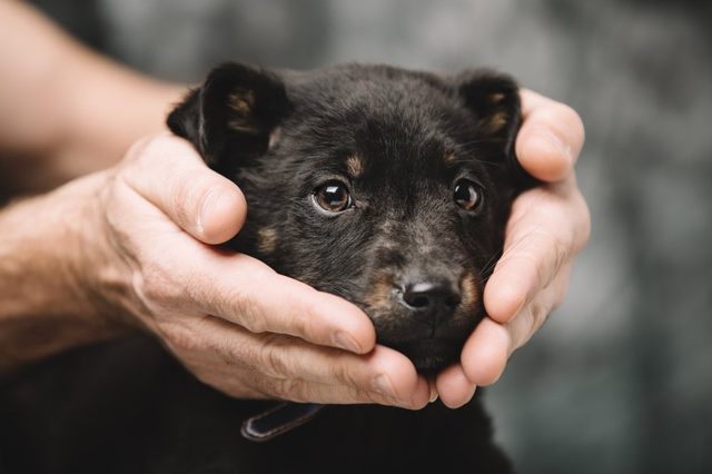 Beautiful little puppy in male strong hands.