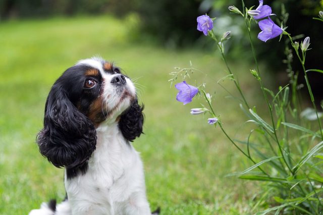 Cute dog looking at the flowers in the garden