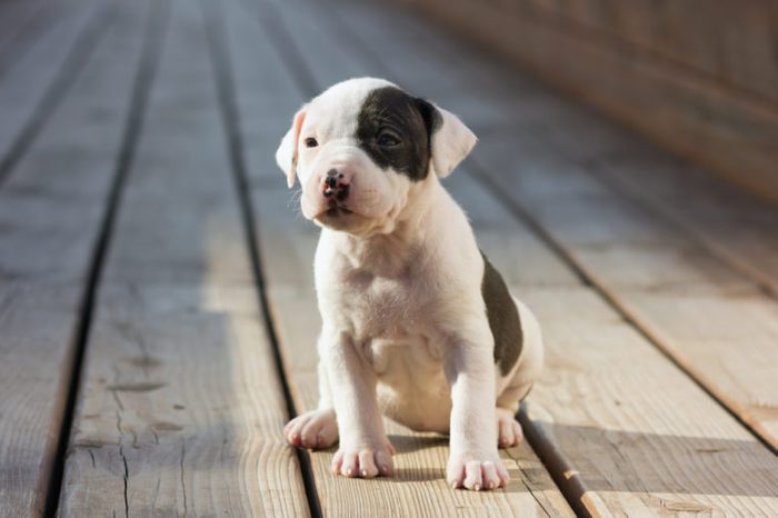 American Staffordshire terrier puppy sitting on wooden boards