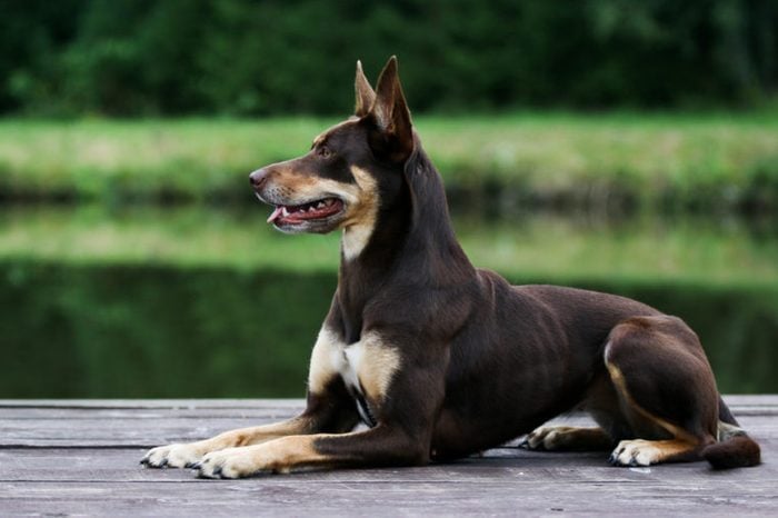 Summer portrait of smart chocolate brown and tan working Australian kelpie dog. Attractive Australian sheep dog lies on a wooden pier outside with green background
