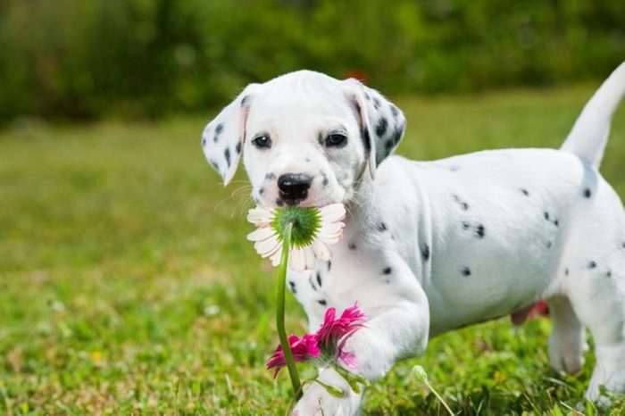 Dalmatian puppy in a meadow