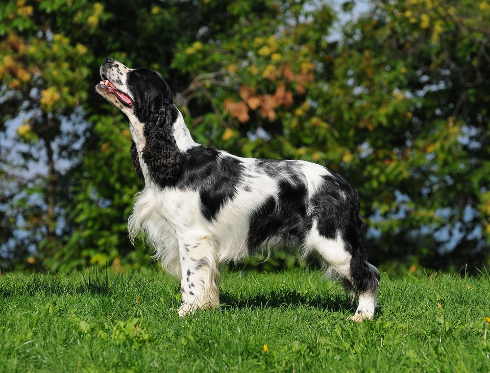 close up of the head of a liver and white working type english springer spaniel pet gundog