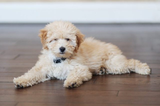 Adorable Golden Doodle Puppy Dog peacefully relaxes watching