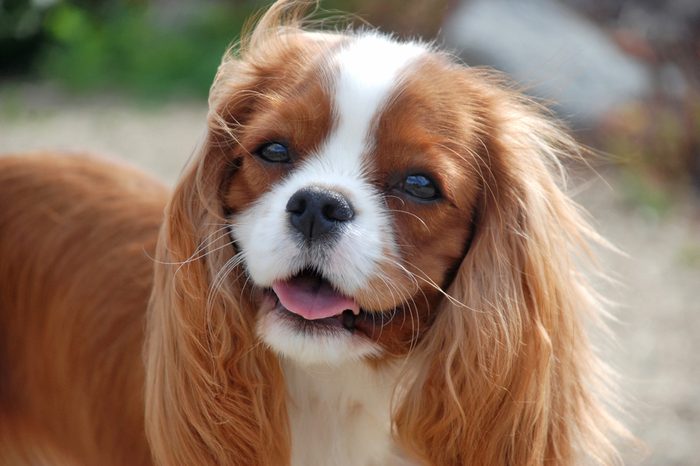 Cavalier King Charles Spaniel, beautiful red-haired dog.