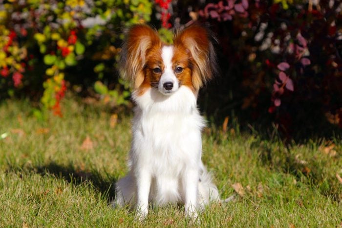 Papillon posing in the autumn background. Cute white dog sitting in the green grass. Beautiful puppy with raised ears walking on the street. Horizontal image. Copy space. Continental Toy Spaniel
