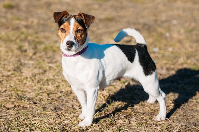 Young Parson Russell Terrier Dog Outdoor. Hunting dog
