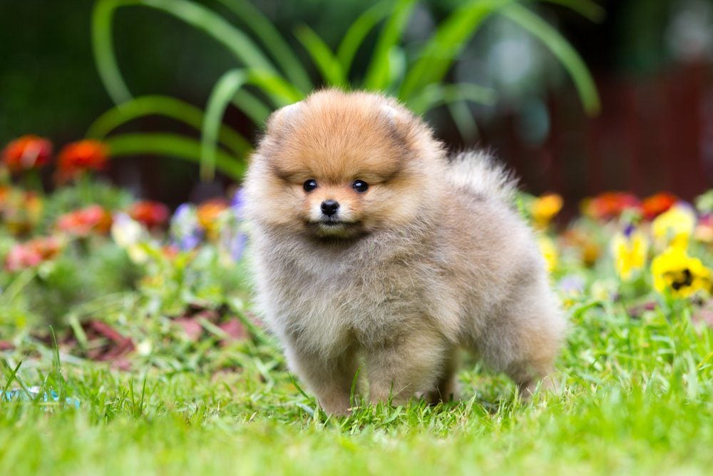 Portrait of a little fluffy Pomeranian puppy