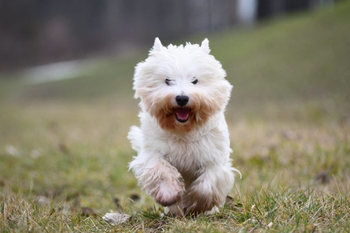 Running West Highland White Terrier