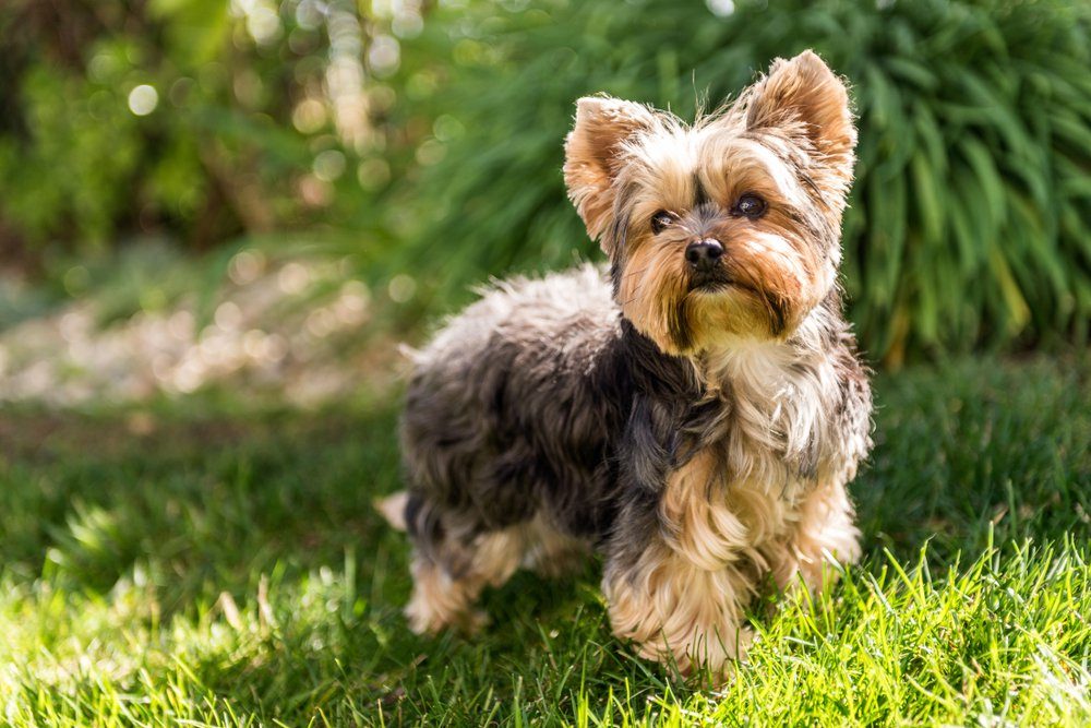 Little Yorkshire Terrier posing an grass. Yorkie Dog