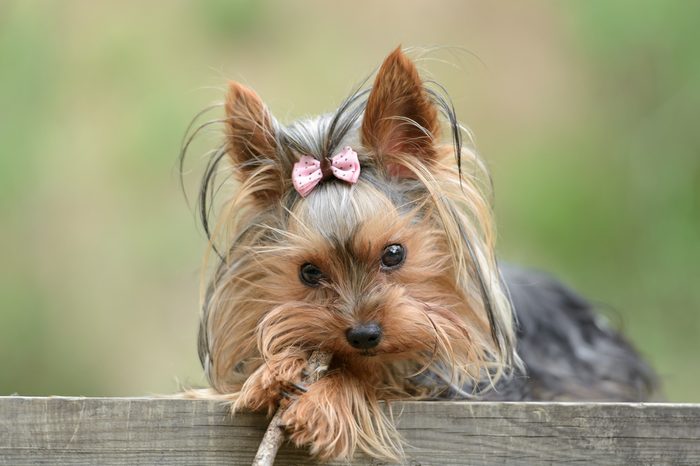 Female Yorkshire Terrier dog