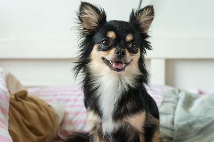 black chihuahua is sitting on the bed and happily smiley.
