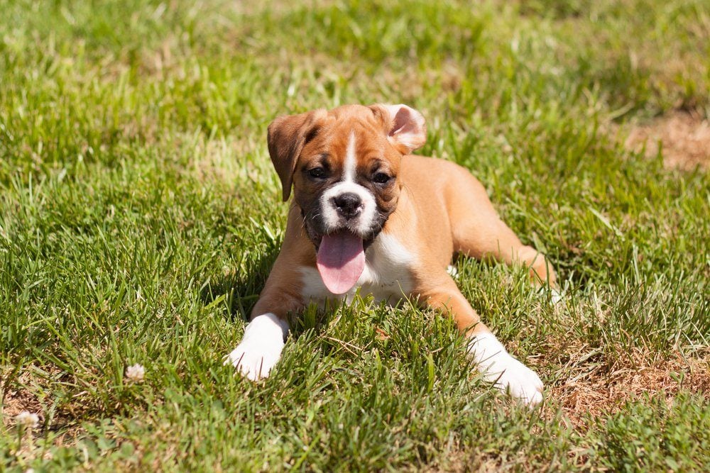 Flashy fawn boxer puppy laying in the grass