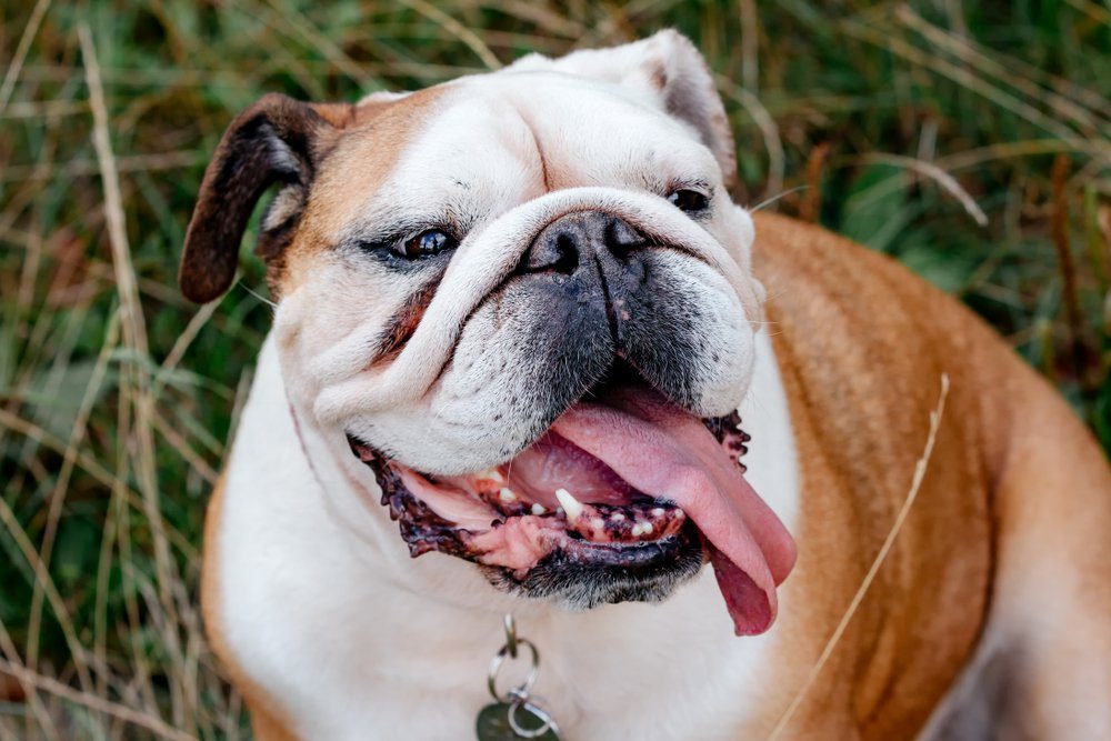 Portrait of an adult English Bulldog, outside on the nature 