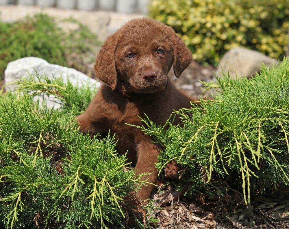 Chesapeake Bay Retriever puppy in grass, curious