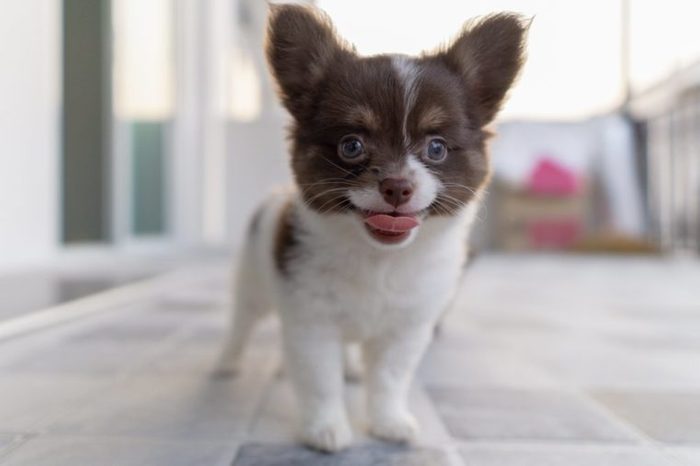 puppy chihuahua is standing and happy smiley.