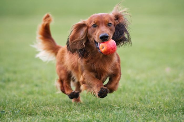 happy dachshund dog playing with an apple outdoors