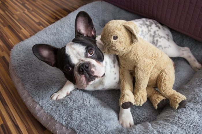 French bulldog with teddy bear