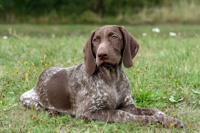 german shorthaired pointer, german kurtshaar one spotted puppy lying on green grass, looking straight into the eyes, intelligent look and sweet dog, in the mouth grass, close-up portrait