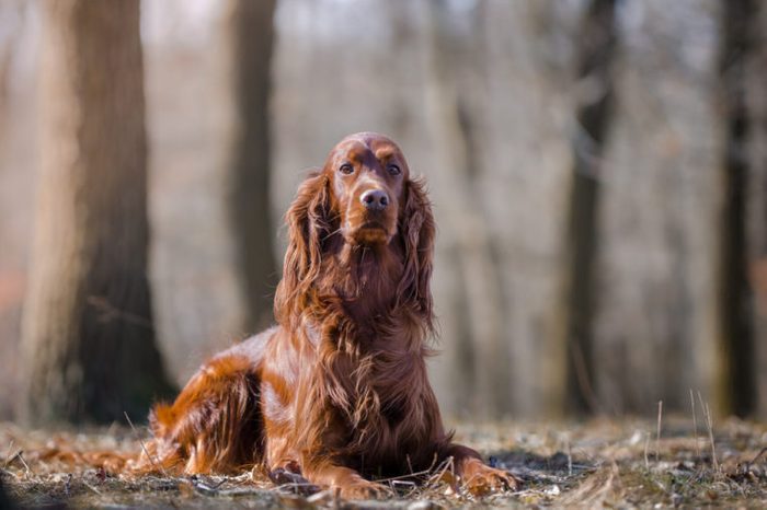 Irish setter hound dog in the winter forrest