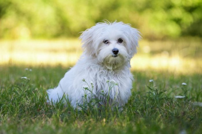 Young maltese dog in a meadow