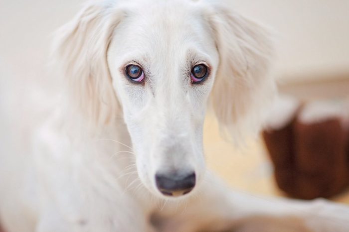 An alert little cute white saluki puppy (persian greyhound) is relaxed and staring to the camera.