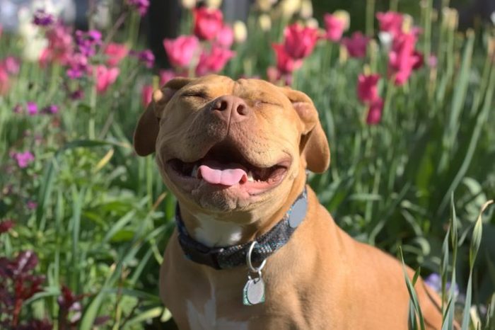 Smiling Pit Bull among the Flowers