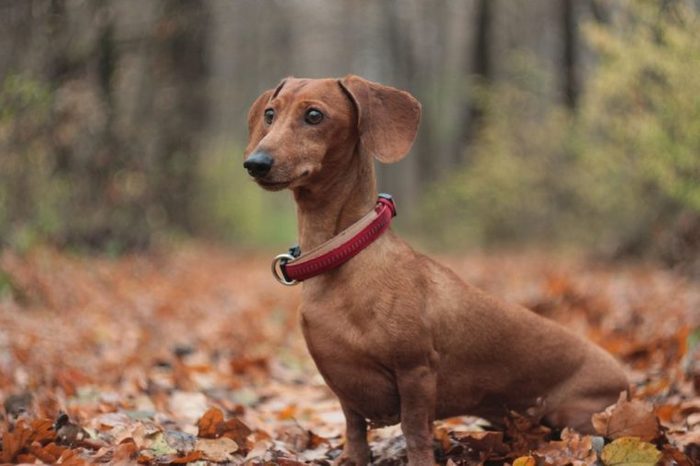 red dachshund in the autumn forest