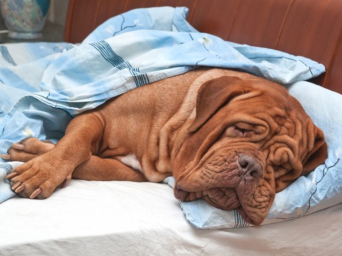 French mastiff sleeping in bed