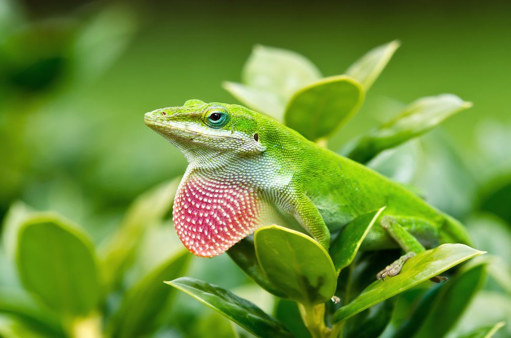 Green Anole lizard (Anolis carolinensis) showing off his bright pink dewlap