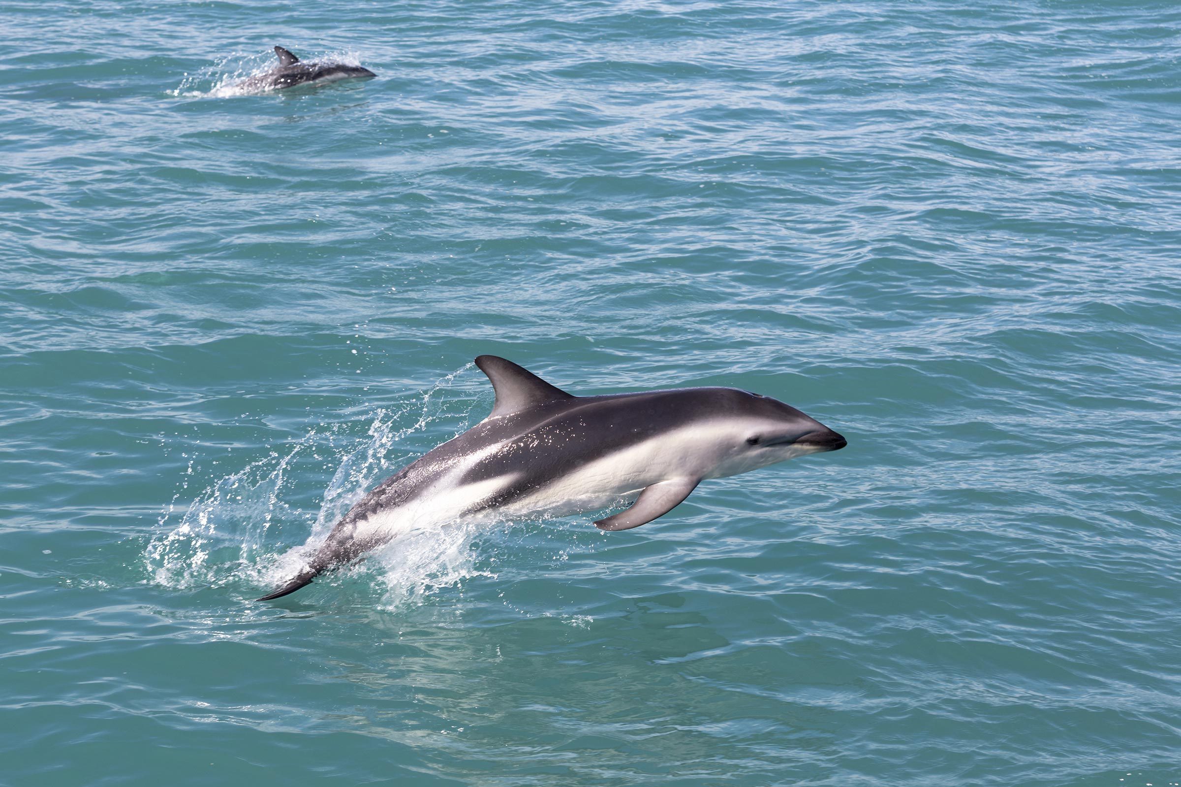 hector's dolphin rare